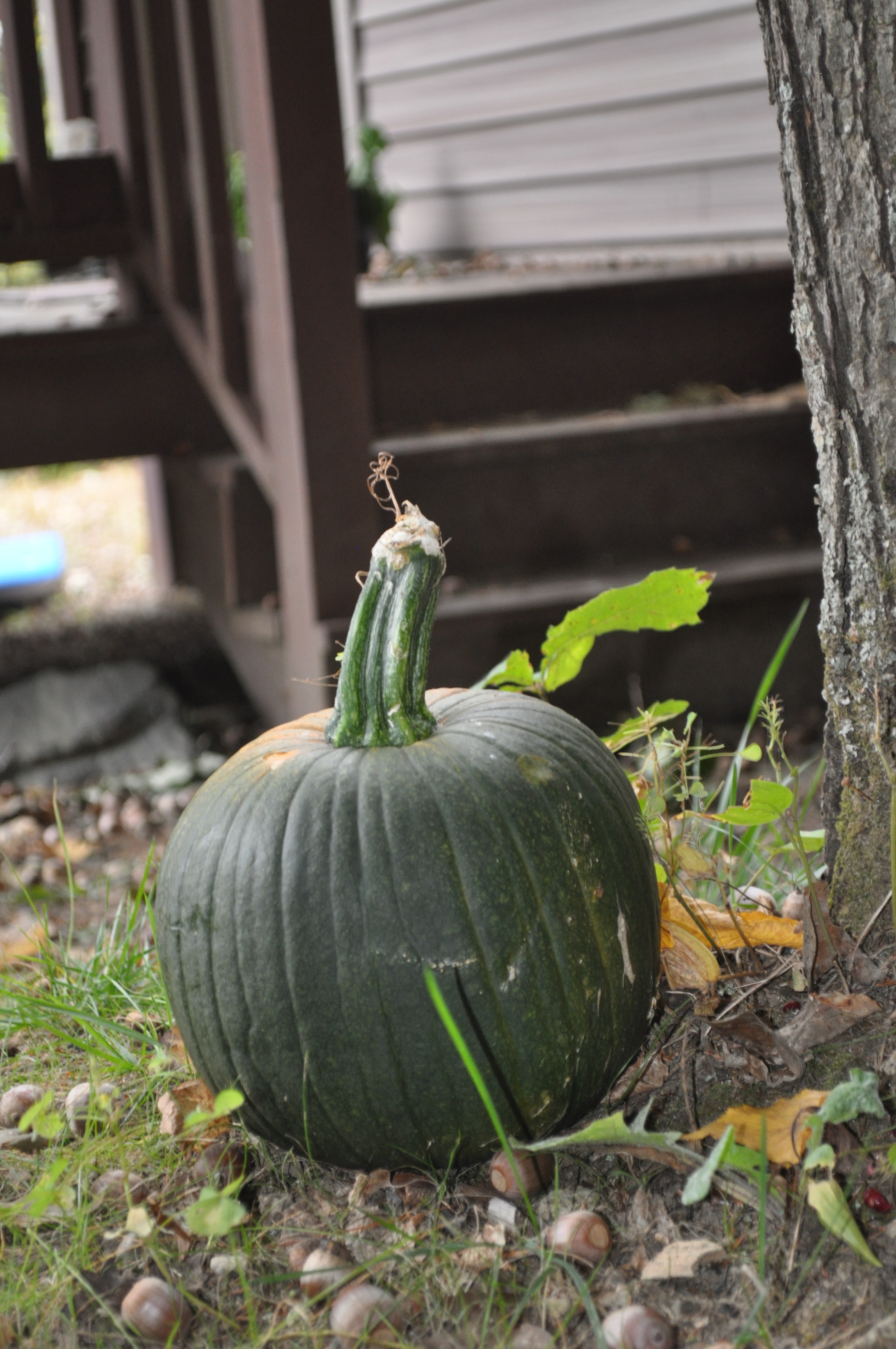 First pumpkin of the year.